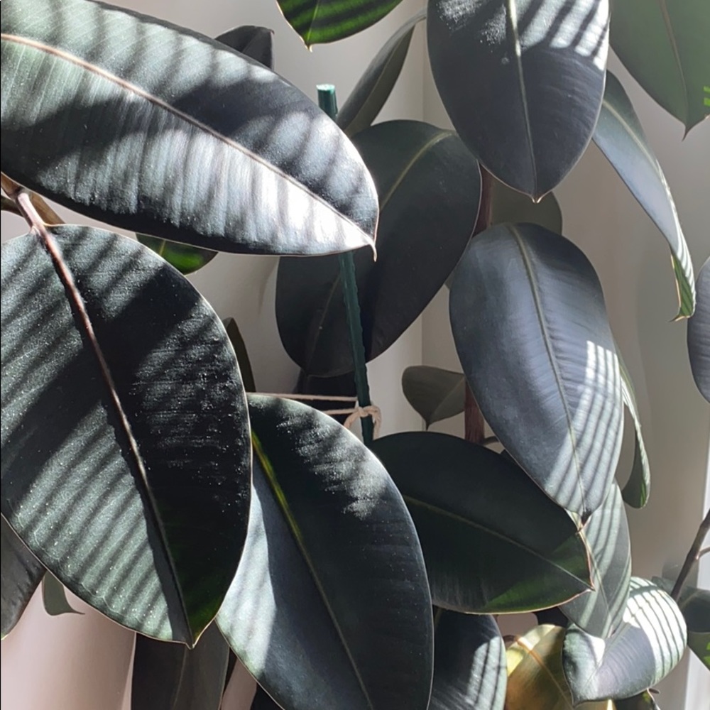 Meet your Posher, Irene